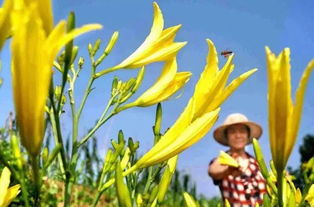 關(guān)于黃花的詩(shī)句有哪些