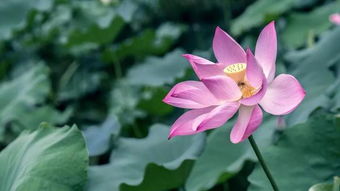 關(guān)于夏日草木的詩(shī)句