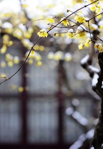 詩(shī)句,于梅