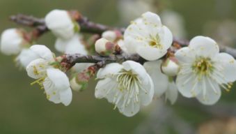 春天贊美梅花詩(shī)句古詩(shī)詞