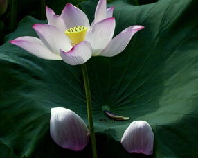 關(guān)于冬天的荷花詩(shī)句古詩(shī)大全,描寫(xiě)冬天荷花的詩(shī)句古詩(shī)大全,荷花的詩(shī)句古詩(shī)大全