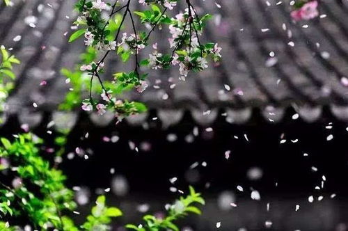 關(guān)于花落紛紛的詩(shī)句