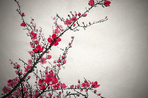 關(guān)于描寫(xiě)霧和花的詩(shī)句