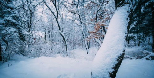 詠雪的古詩(shī)句千山猶綠憐霜葉
