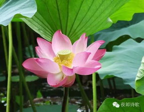 關(guān)于通感的古詩(shī)句子