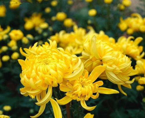 一首,詩(shī)句,菊花