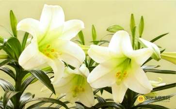 有哪些關(guān)于百合花的詩(shī)句