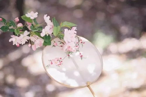詩(shī)句,蘇軾,春花