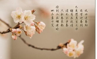 古詩(shī)中女性勵志詩(shī)句