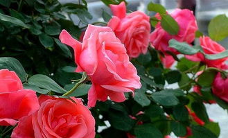 關(guān)于月季花特點(diǎn)的詞語(yǔ)和詩(shī)句