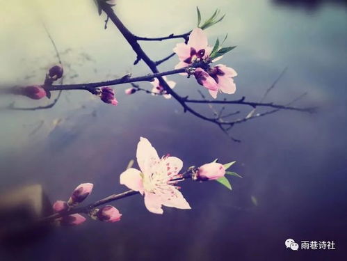 描寫(xiě)春天的桃花的詩(shī)句古詩(shī)詞