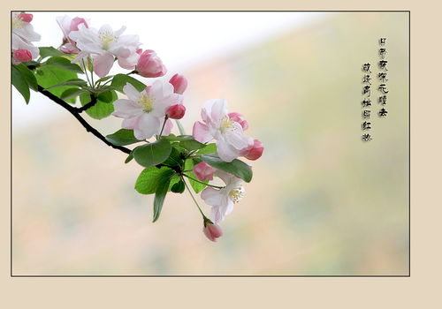 花的一句古詩(shī)句