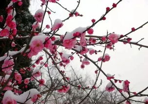 臘梅,詩(shī)句,大雪