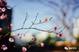 形容古樹(shù)的古詩(shī)句