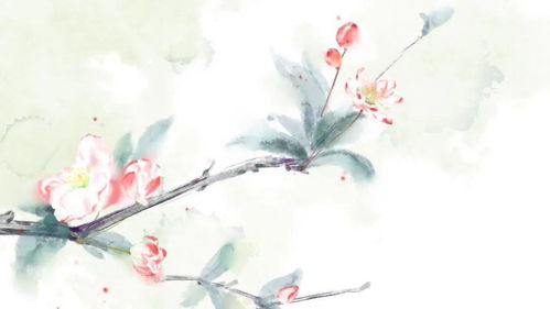 海棠的古詩(shī)的詩(shī)句