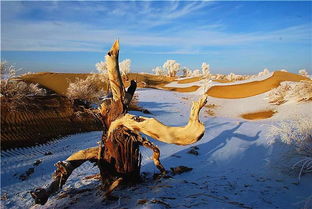 關(guān)于胡楊林的古詩句