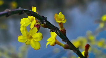 迎春花,古詩(shī),詩(shī)句