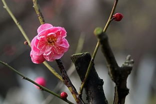 關(guān)于荷桃竹菊的古詩(shī)句