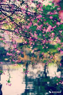 古詩(shī)中有落花的詩(shī)句
