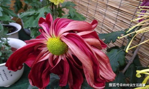 描寫(xiě)三月桃花雨的古詩(shī)句
