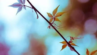 關(guān)于秋凄涼的詩(shī)句古詩(shī),寫(xiě)秋凄涼的詩(shī)句,秋風(fēng)秋雨秋凄涼詩(shī)句