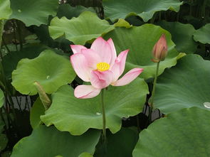 關(guān)于楊萬(wàn)里和荷花的詩(shī)句
