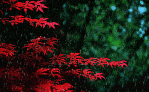 描寫(xiě)秋雨的詩(shī)句古詩(shī)大全,中秋節的詩(shī)句古詩(shī)大全,有關(guān)花的詩(shī)句古詩(shī)大全