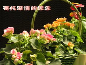 關(guān)于元宵節思念親人的詩(shī)句