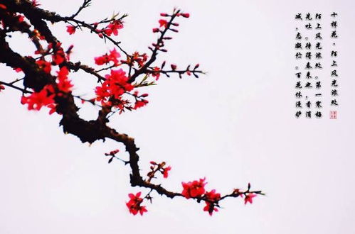 關(guān)于梅花骨氣的詩(shī)句