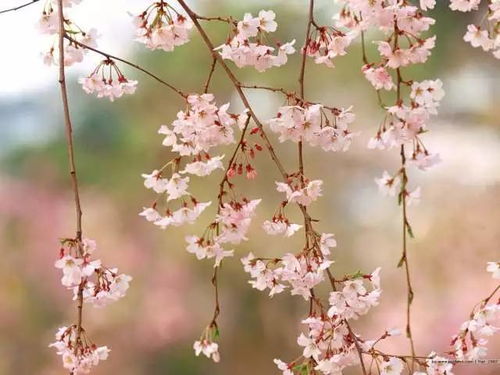 花草相關(guān)的古詩(shī)句