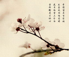 帶花的詩(shī)句古詩(shī)小學(xué),三年級帶花的詩(shī)句古詩(shī),帶花的詩(shī)句古詩(shī)二年級