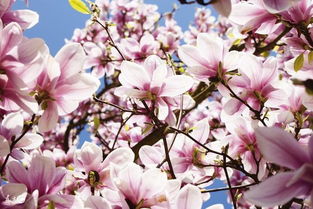 關(guān)于花的詩(shī)句優(yōu)美文段