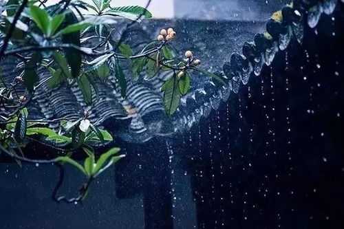 關(guān)于冬天的雨的詩(shī)句古詩(shī)