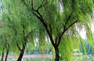 古詩(shī)中含柳的詩(shī)句6