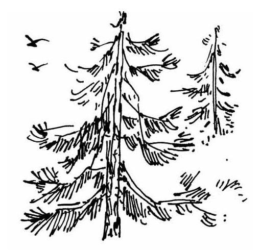 松樹(shù),詩(shī)句,精神