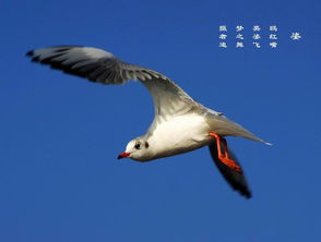 浪濤,海鷗,詩(shī)句