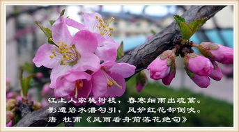 關(guān)于桃美麗的詩(shī)句