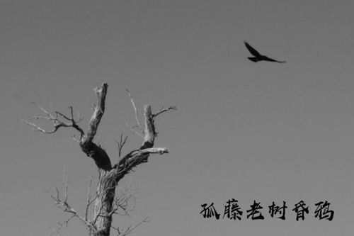 關(guān)于死的詩(shī)句