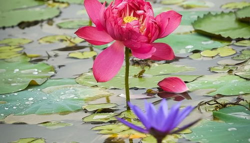 楊萬(wàn)里寫(xiě)荷花的詩(shī)句,楊萬(wàn)里贊美荷花的詩(shī)句,楊萬(wàn)里關(guān)于荷花的詩(shī)句有哪些