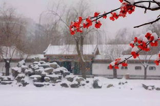 詠雪的古詩(shī)詩(shī)句