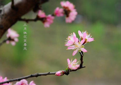 古詩(shī),詩(shī)句,桃花