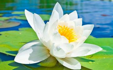 關(guān)于柳樹(shù)荷花的古詩(shī)句