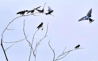 詩(shī)句,燕子,唯美