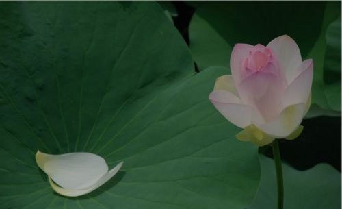 關(guān)于荷花花的詩(shī)句古詩(shī)大全,描寫(xiě)荷花花的詩(shī)句古詩(shī),關(guān)于贊美荷花的詩(shī)句
