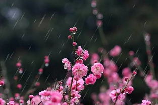 關(guān)于立春的桃花的詩(shī)句