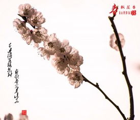 形容花香飄得很遠的詩(shī)句,形容花香飄千里的詩(shī)句,形容花香飄十里的詩(shī)句
