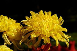 關(guān)于菊花的siju詩(shī)句