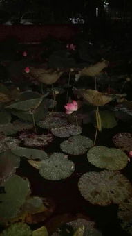 自編關(guān)于秋雨的詩(shī)句