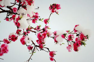 關(guān)于梅花的詩(shī)句含義