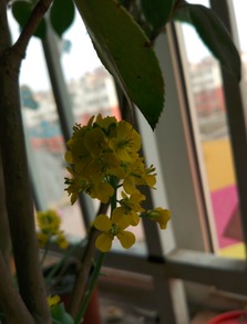古詩(shī)白菜詩(shī)句